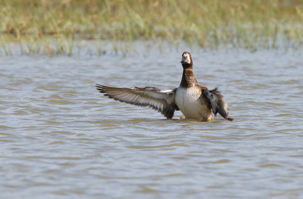 Greater Scaup - ML610773688