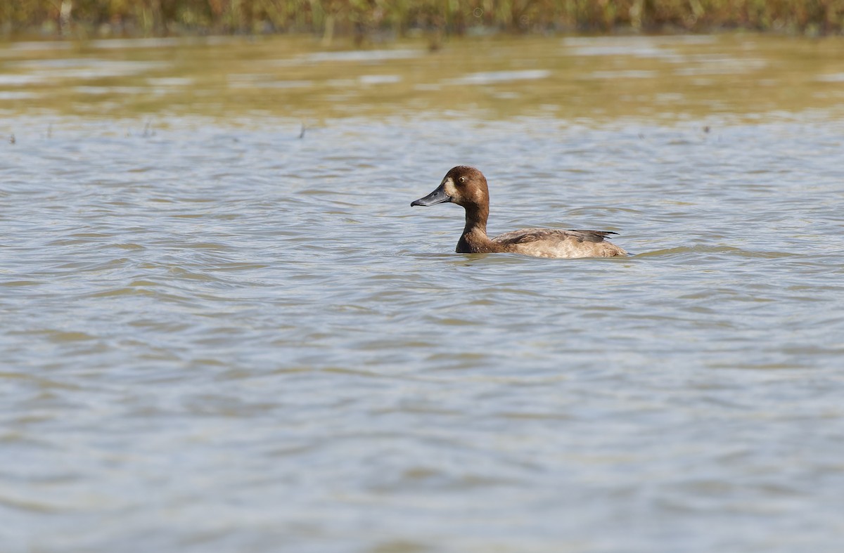 Greater Scaup - ML610773690