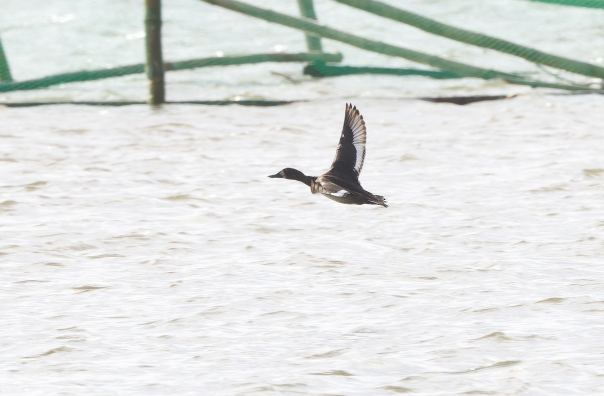 Greater Scaup - Robert Hutchinson