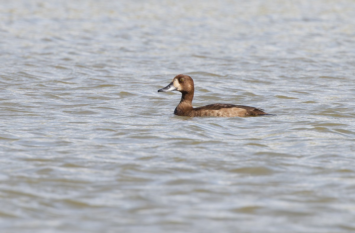 Greater Scaup - ML610773694