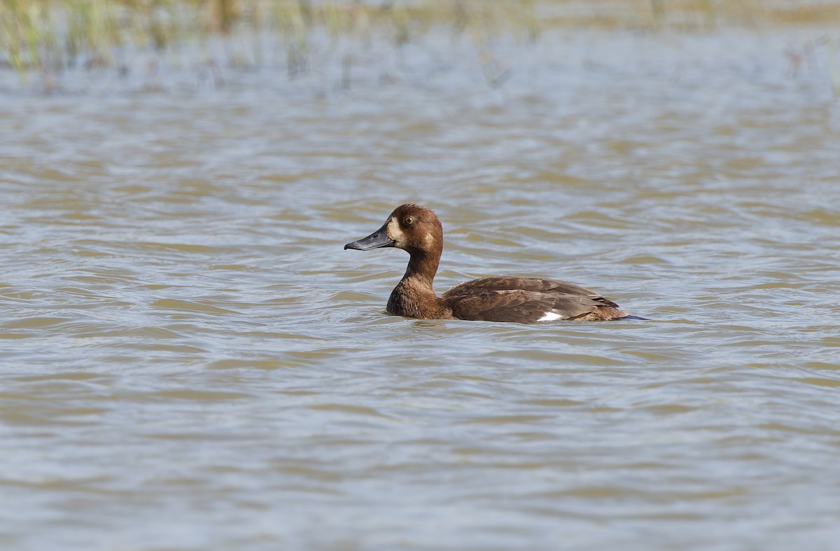 Greater Scaup - ML610773695