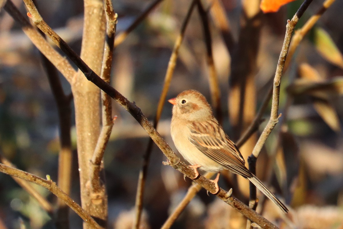 Field Sparrow - ML610773722