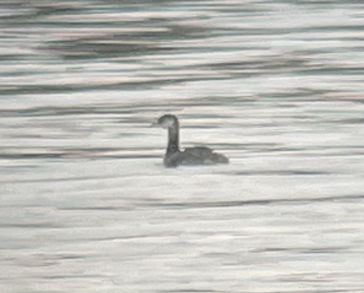 Red-necked Grebe - ML610773745