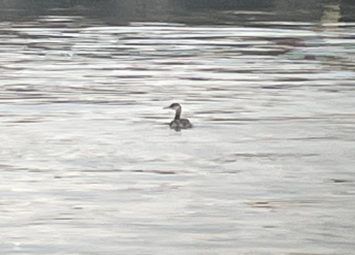 Red-necked Grebe - ML610773746