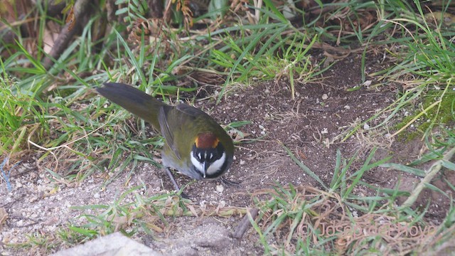 クリボウシヤブシトド - ML610773750