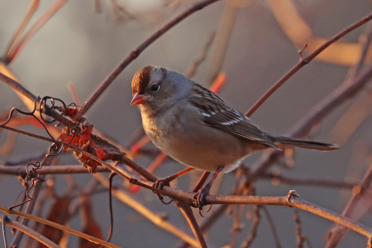 White-crowned Sparrow - ML610773838