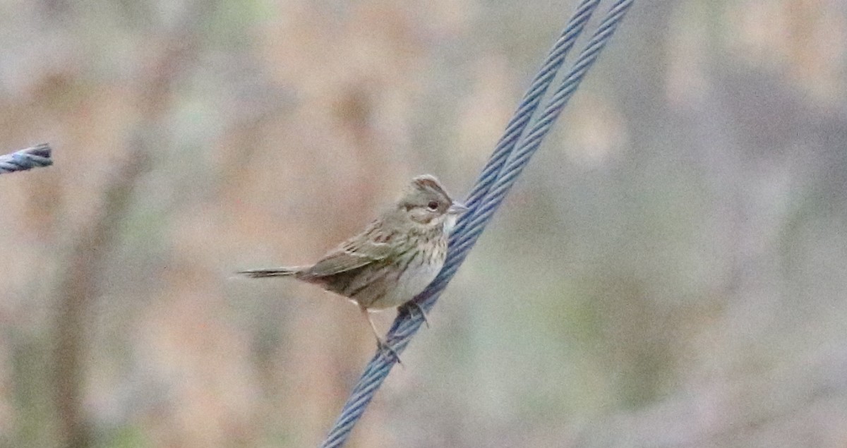 Lincoln's Sparrow - Joe Gyekis