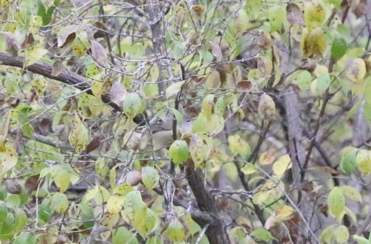 Orange-crowned Warbler - Joe Gyekis