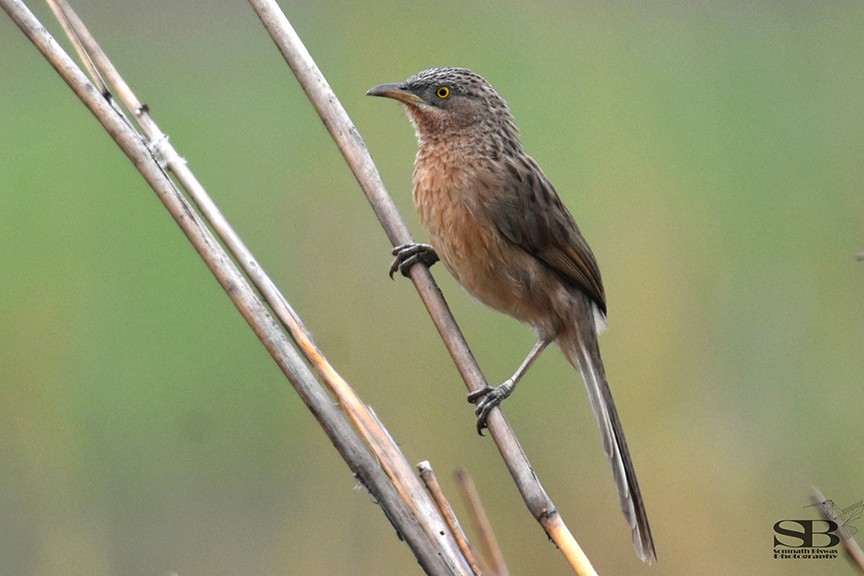 Striated Babbler - ML610773979