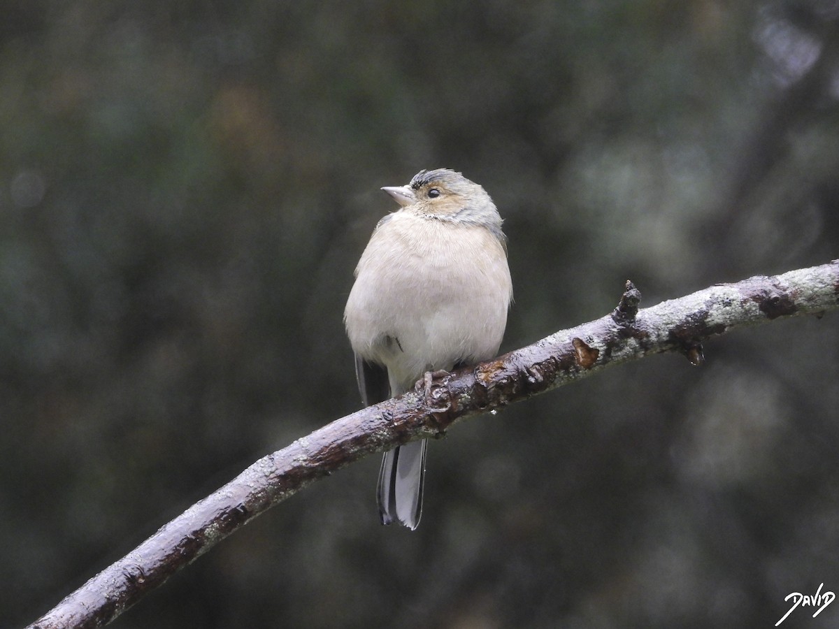 Common Chaffinch - ML610773991