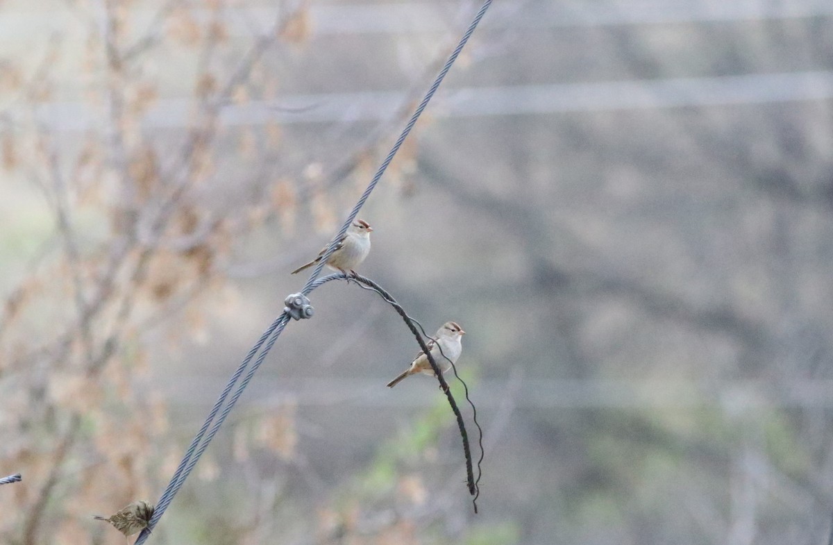 White-crowned Sparrow - Joe Gyekis