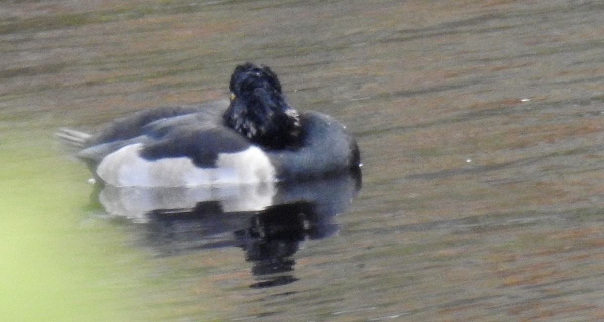 Ring-necked Duck - ML610774078