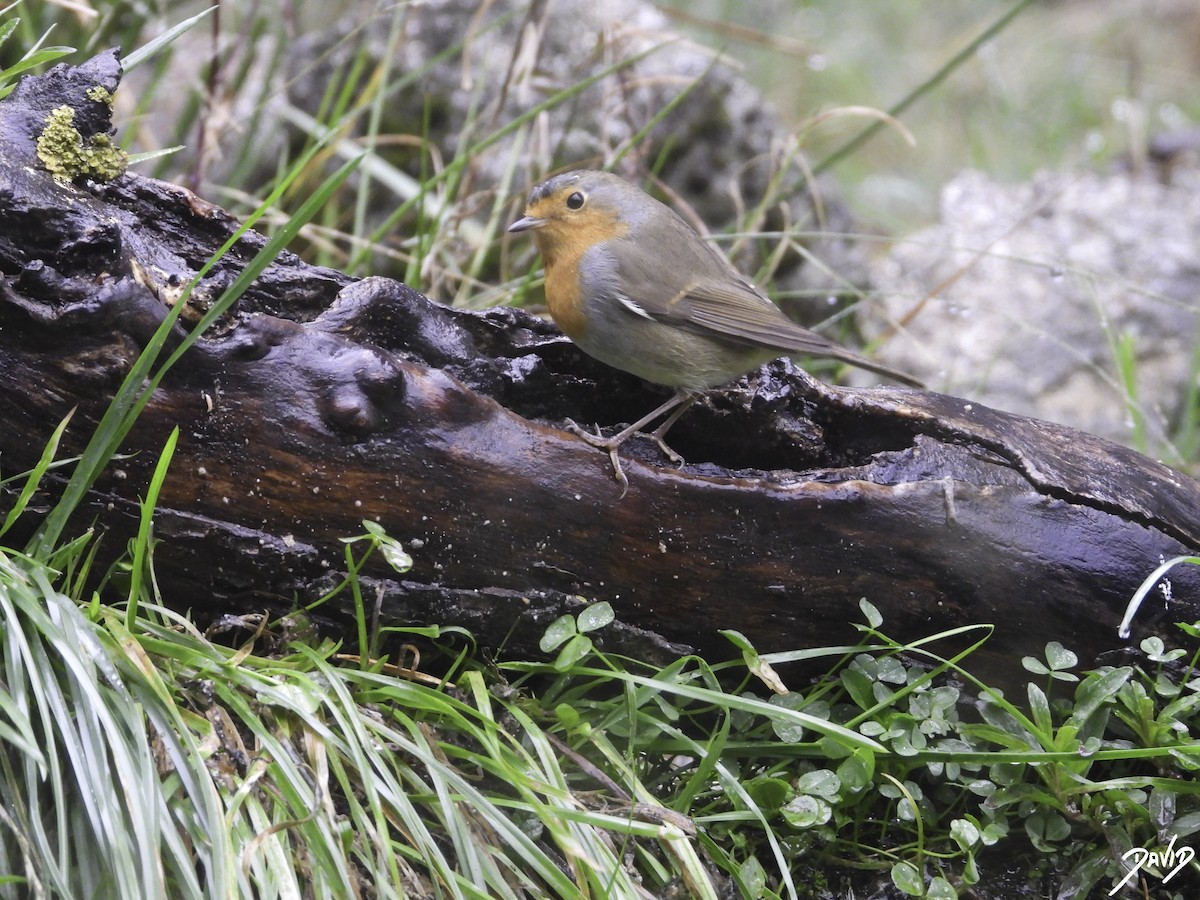 European Robin - ML610774085