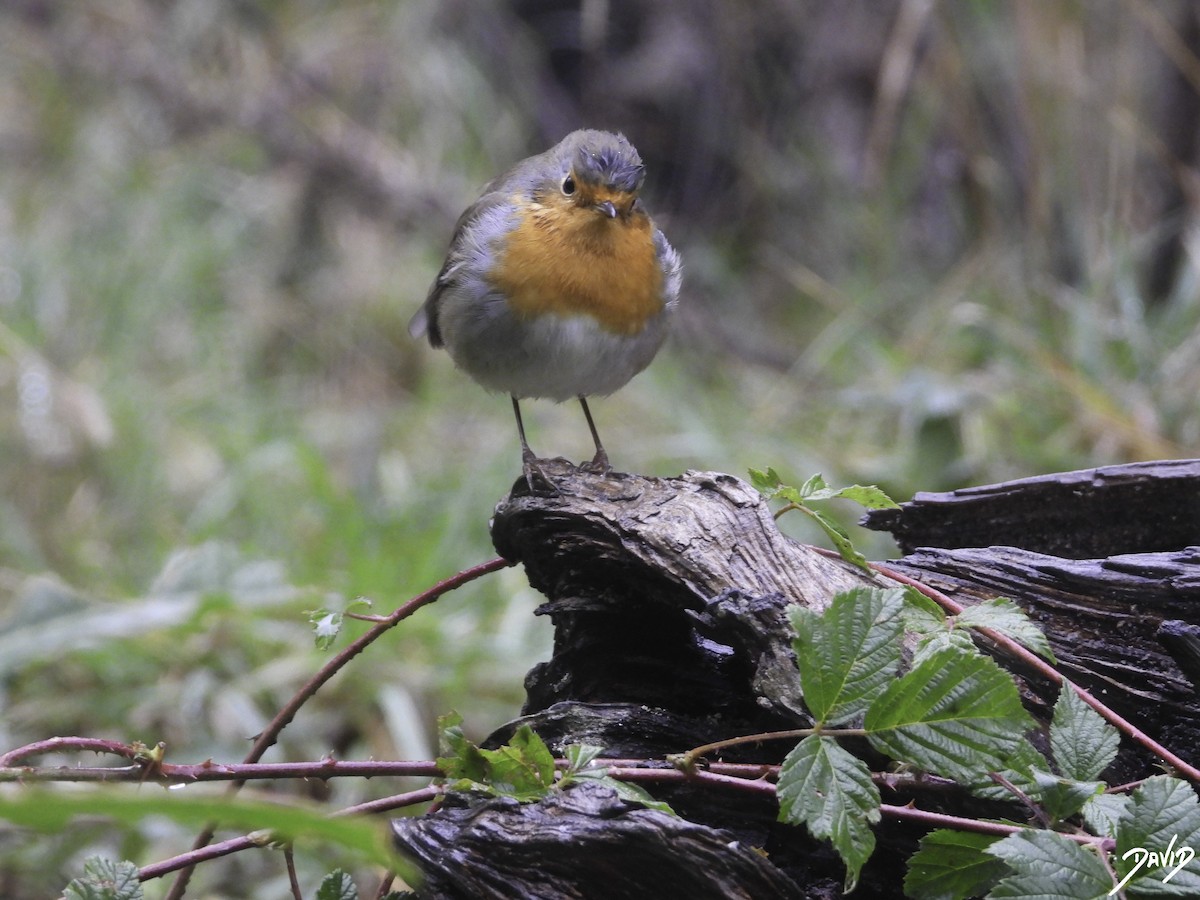 European Robin - ML610774092