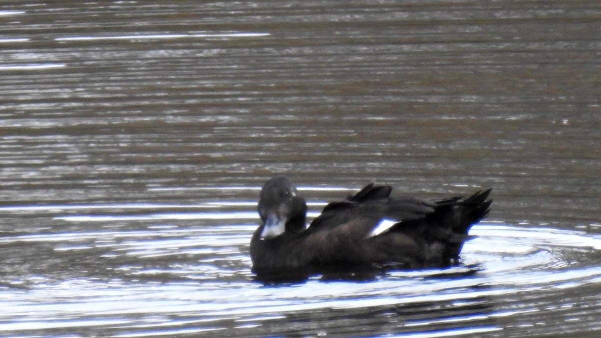 White-winged Scoter - ML610774097