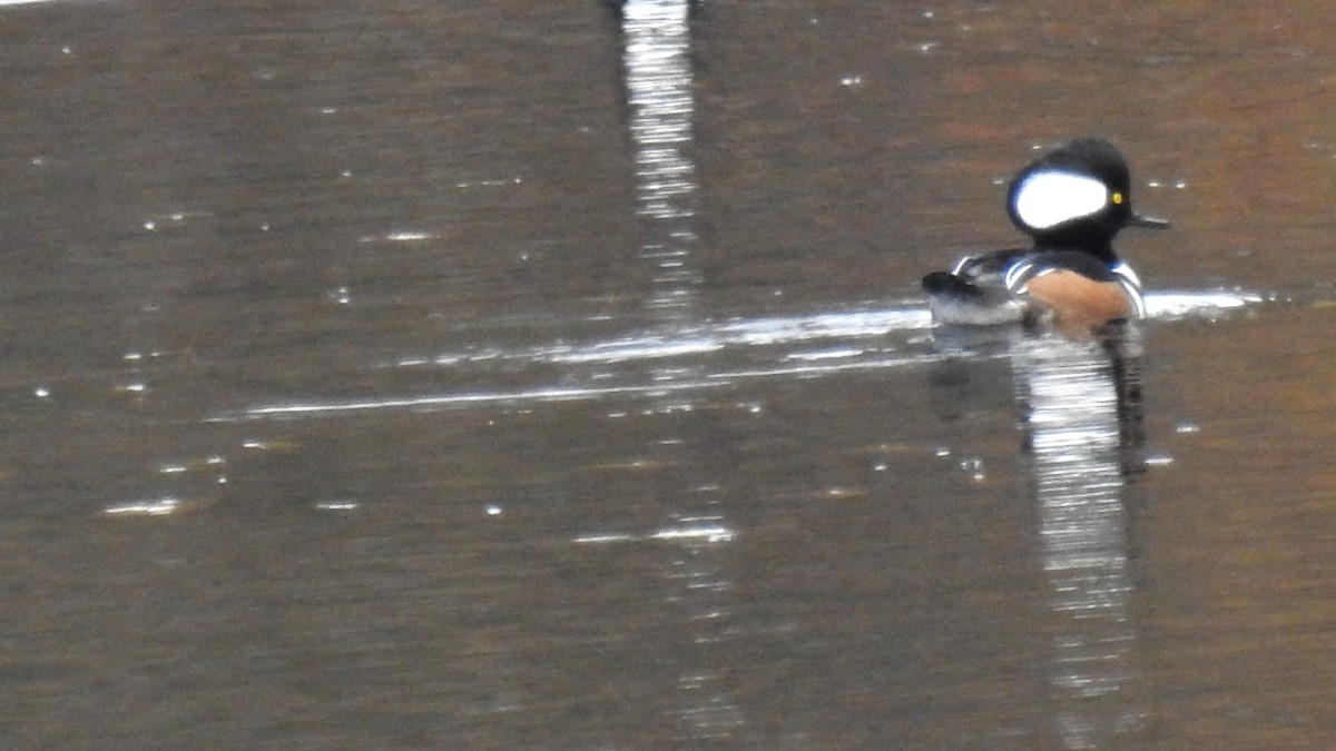 Hooded Merganser - Anca Vlasopolos