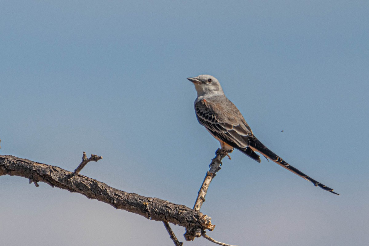 Scissor-tailed Flycatcher - ML610774121