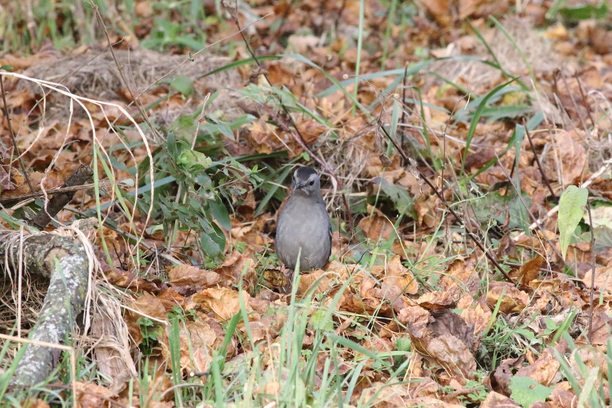 Pájaro Gato Gris - ML610774131