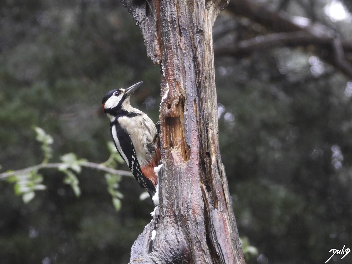 Great Spotted Woodpecker - David Alonso Otero