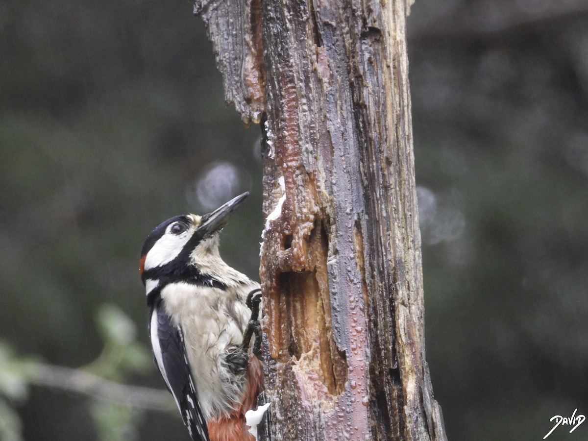 Great Spotted Woodpecker - David Alonso Otero