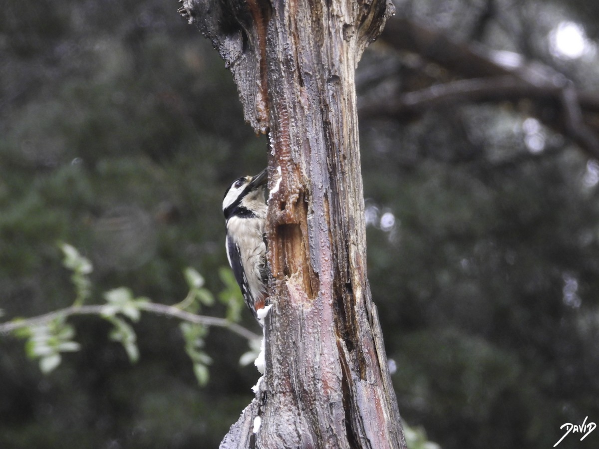 Great Spotted Woodpecker - David Alonso Otero