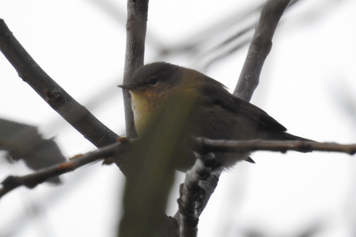 Common Chiffchaff - ML610774164