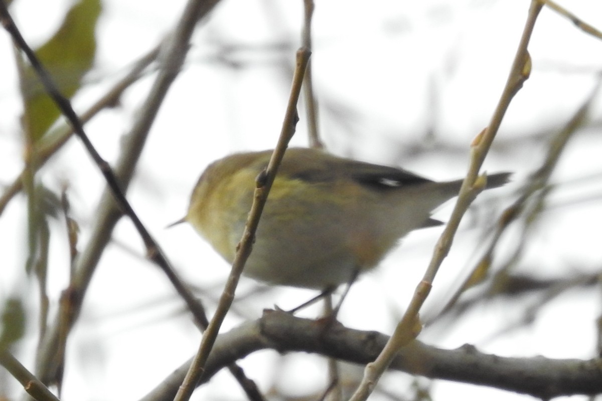 Common Chiffchaff - ML610774166