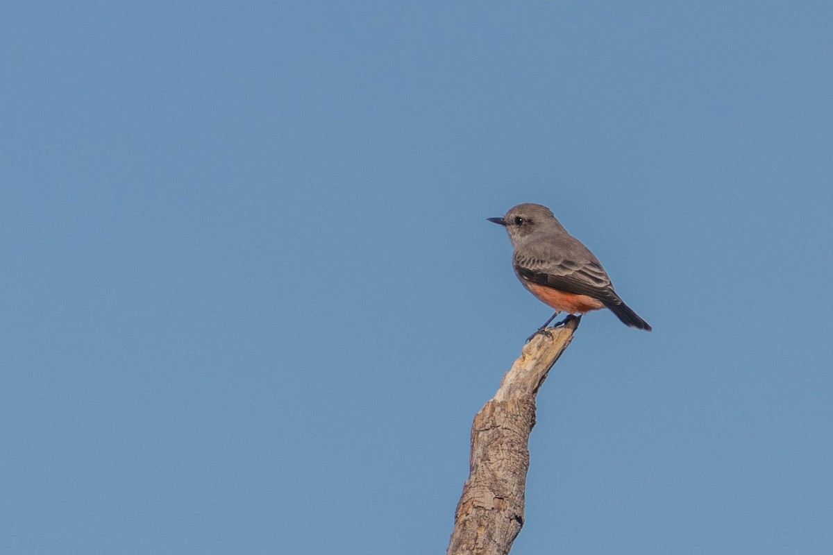 Vermilion Flycatcher - ML610774171