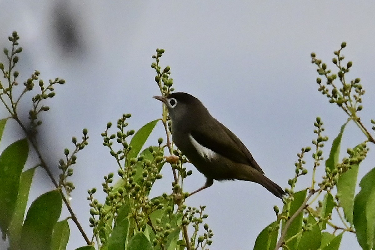 Black-capped Speirops - ML610774205