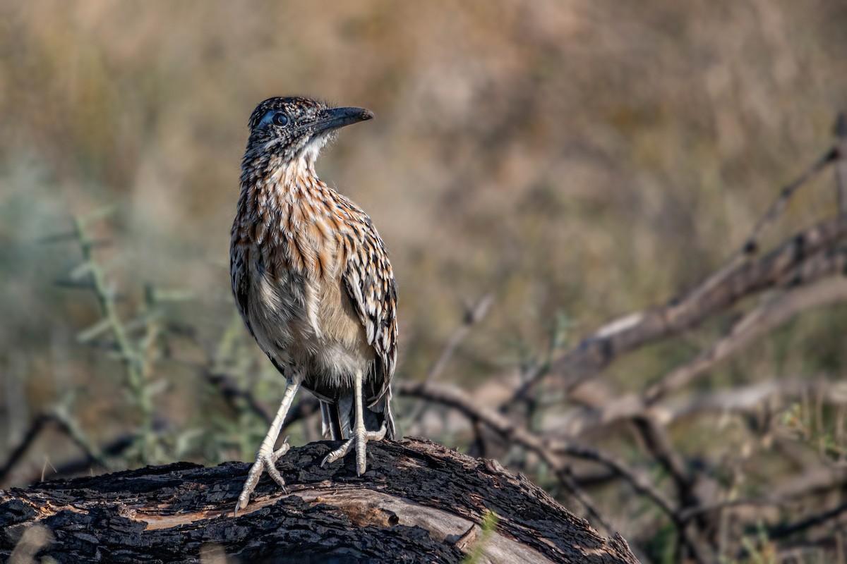 Greater Roadrunner - ML610774247