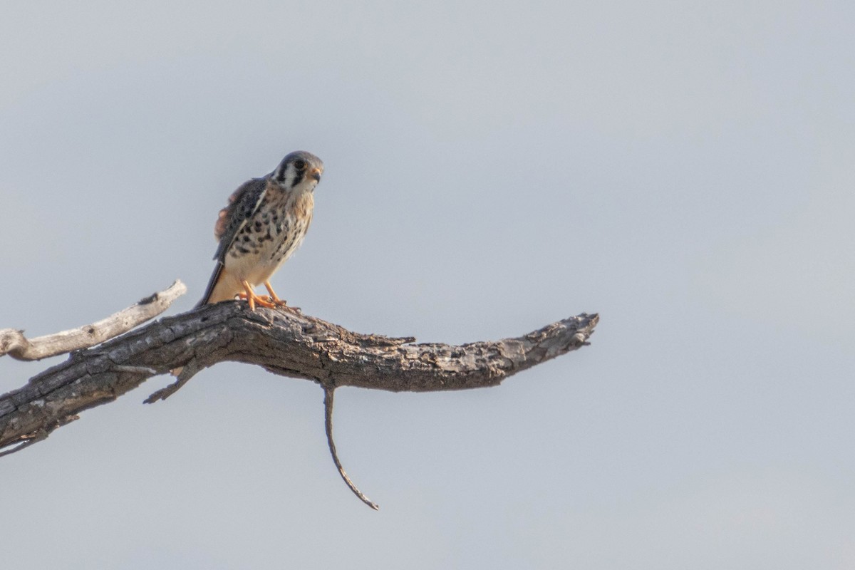 American Kestrel - ML610774268