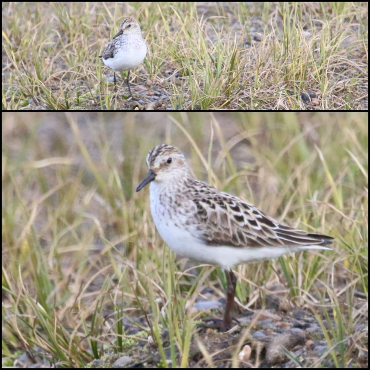 Semipalmated Sandpiper - ML610774340