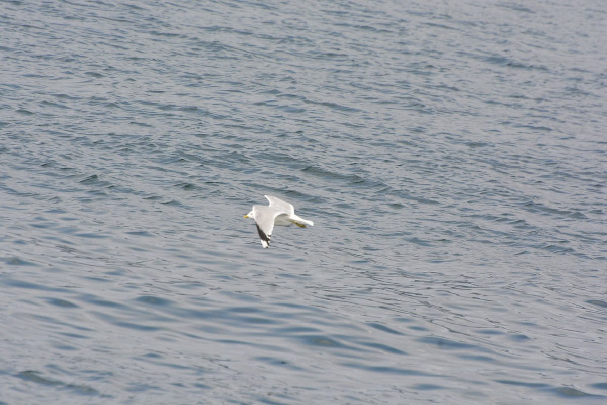 Common Gull (European) - Geoff Carpentier