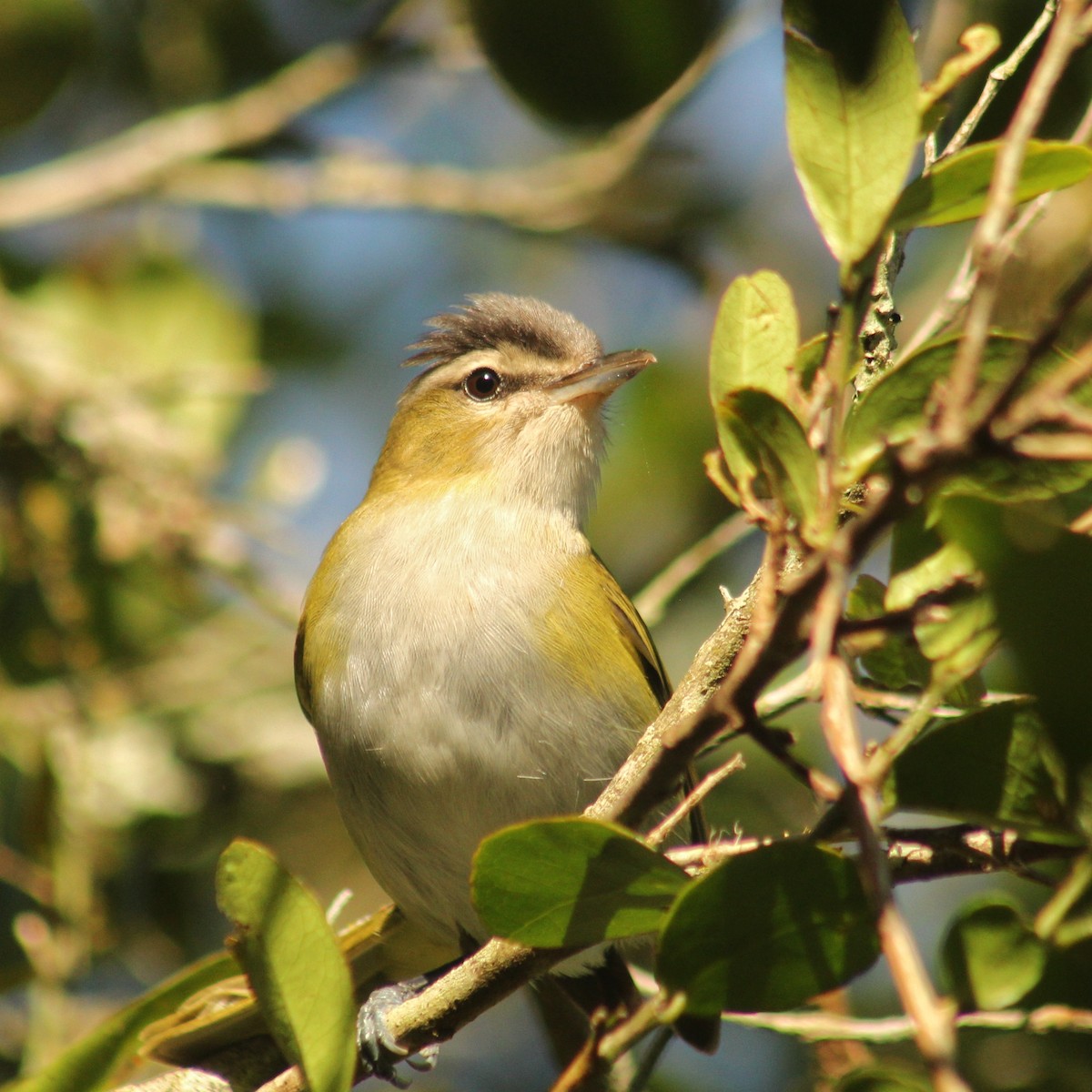 Chivi Vireo (migratory) - ML610774351