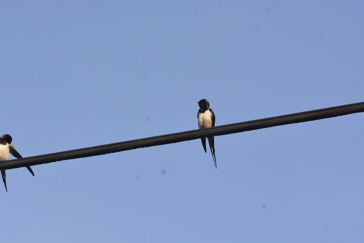 Barn Swallow (White-bellied) - Geoff Carpentier