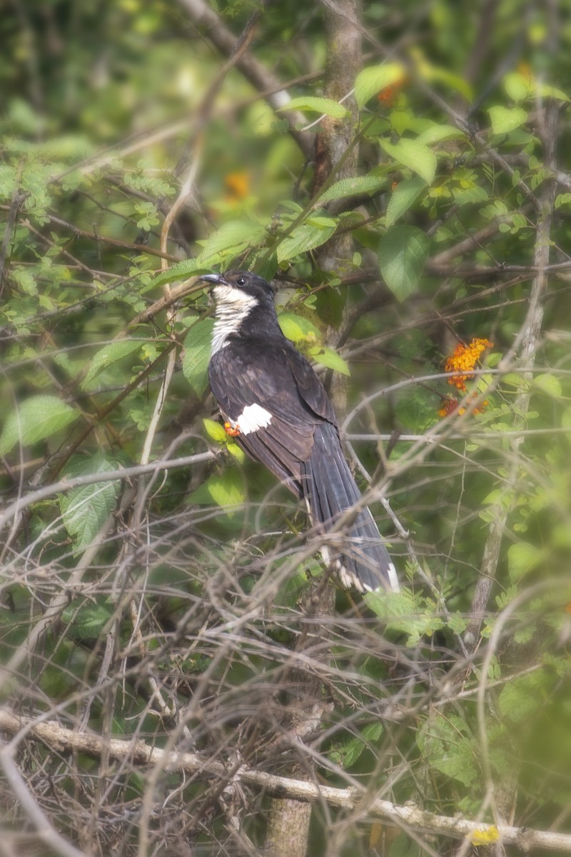 Pied Cuckoo - ML610774377