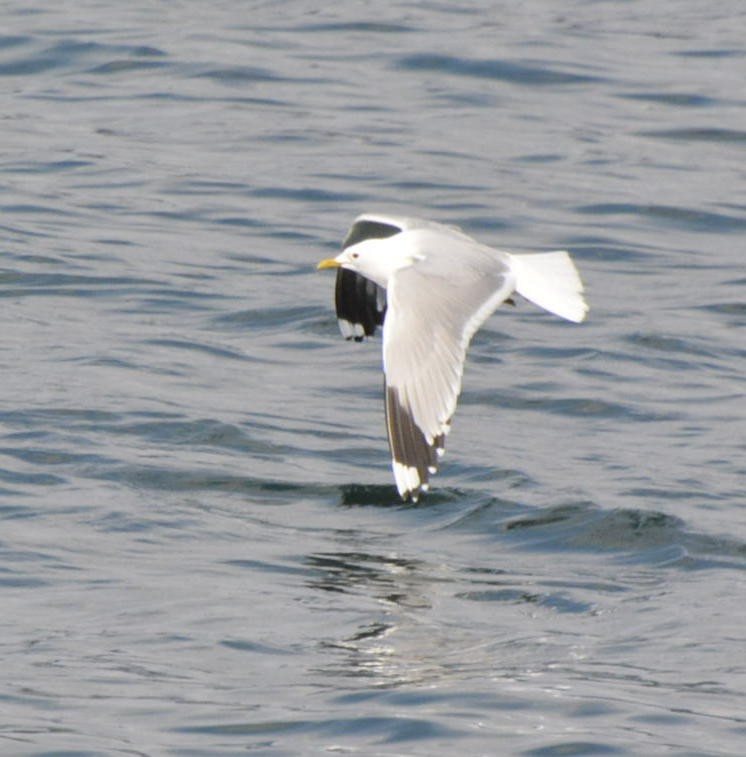 Common Gull (European) - Geoff Carpentier