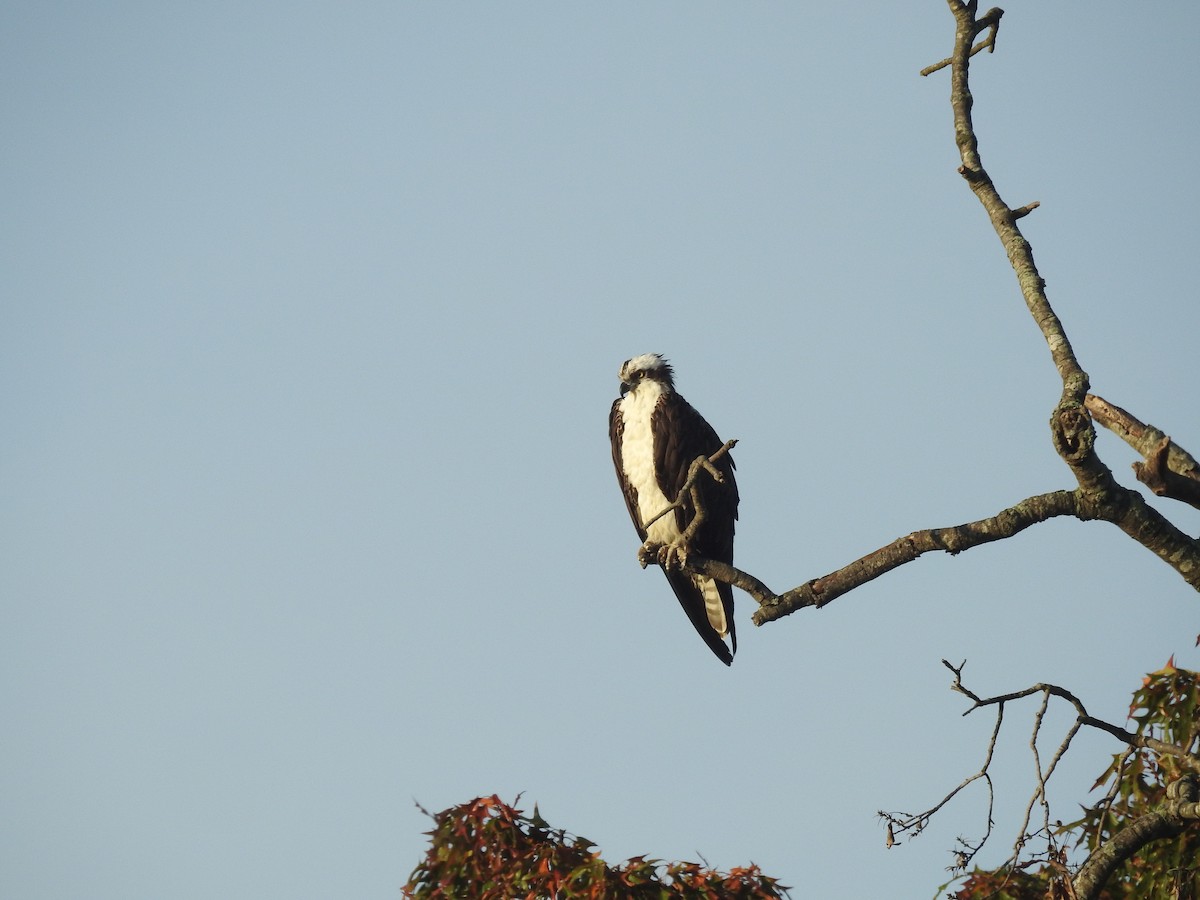 Osprey - ML610774431