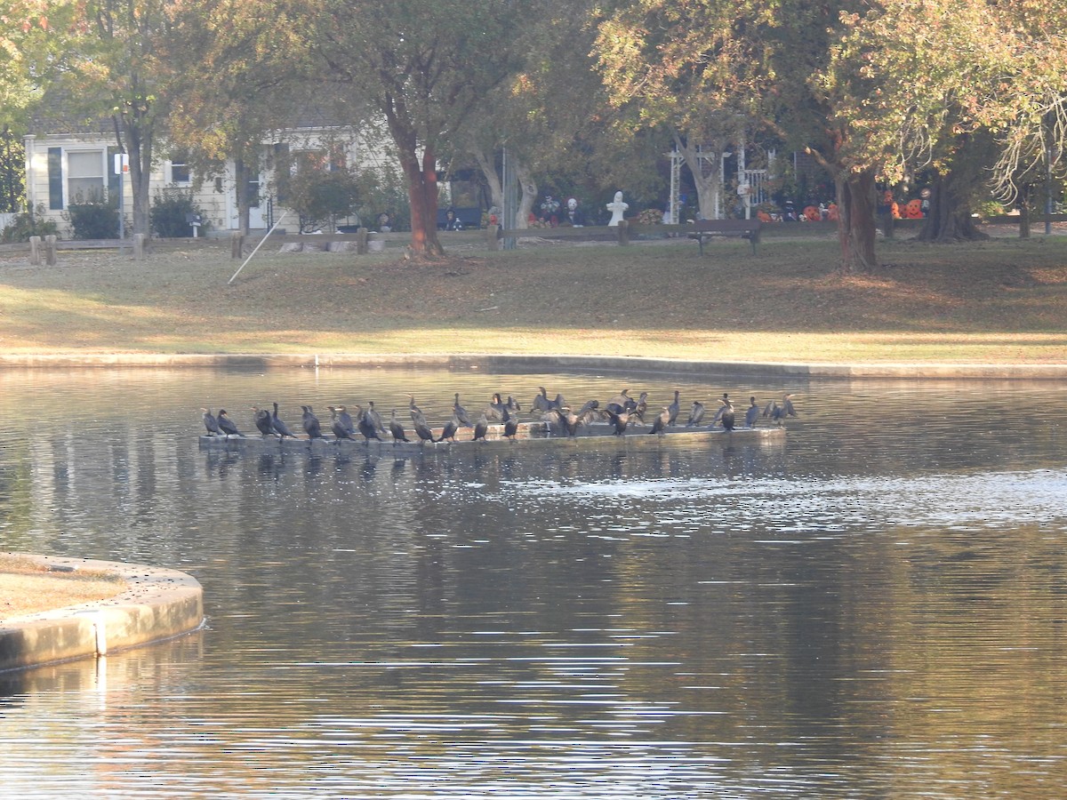 Double-crested Cormorant - ML610774457