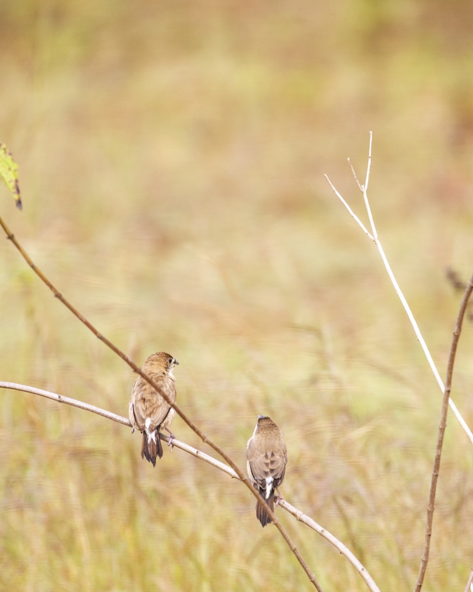 Indian Silverbill - ML610774482