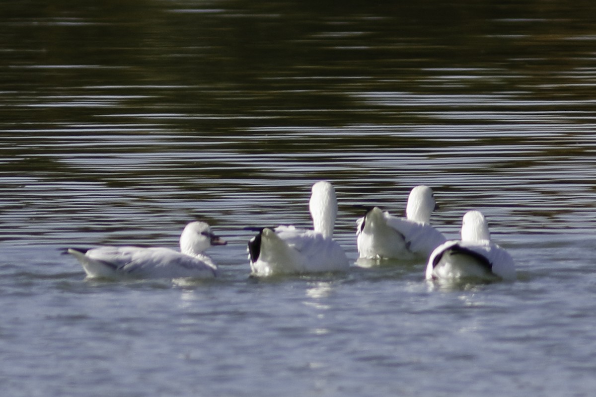 Ross's Goose - ML610774514