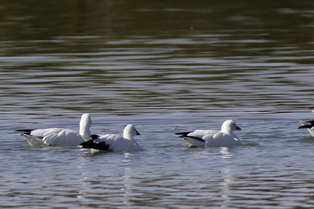 Ross's Goose - ML610774515