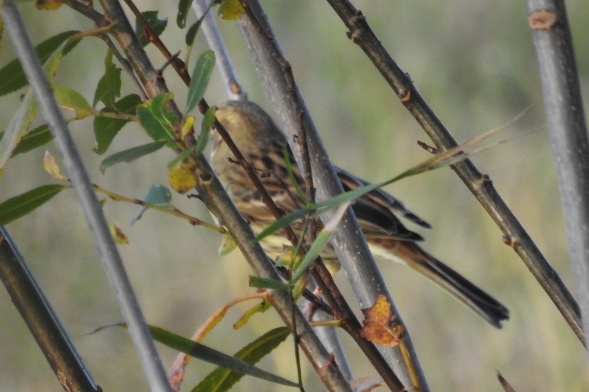 Yellowhammer - ML610774546