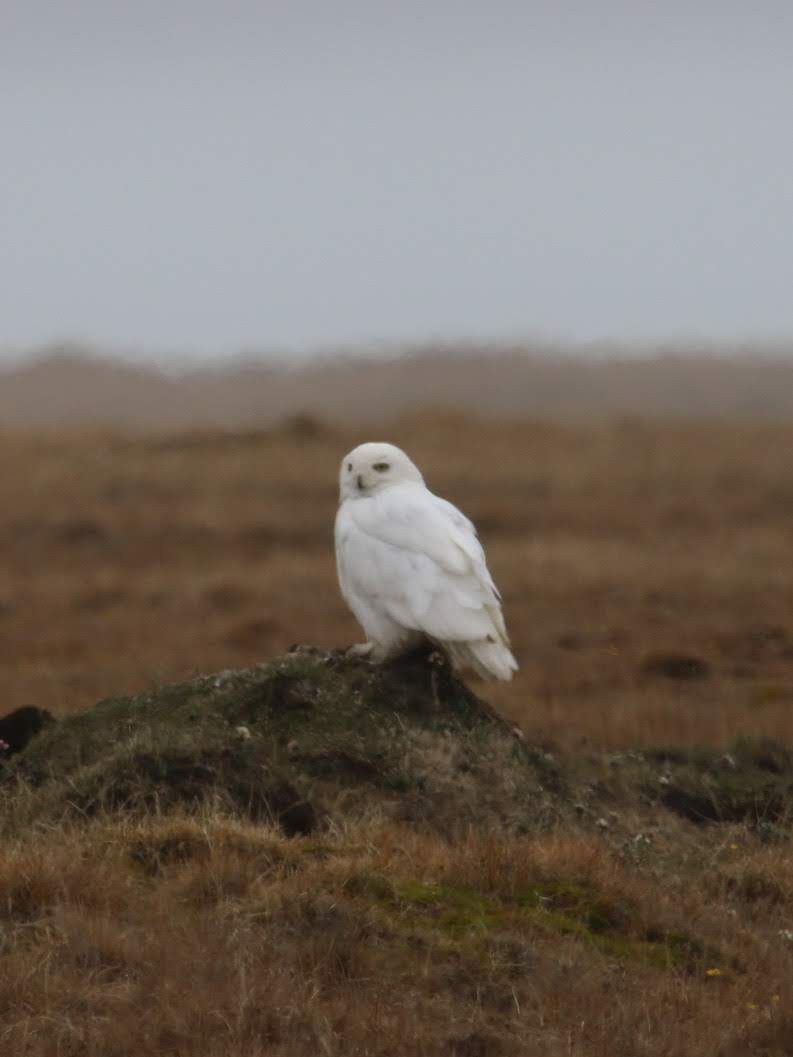 Harfang des neiges - ML610774562