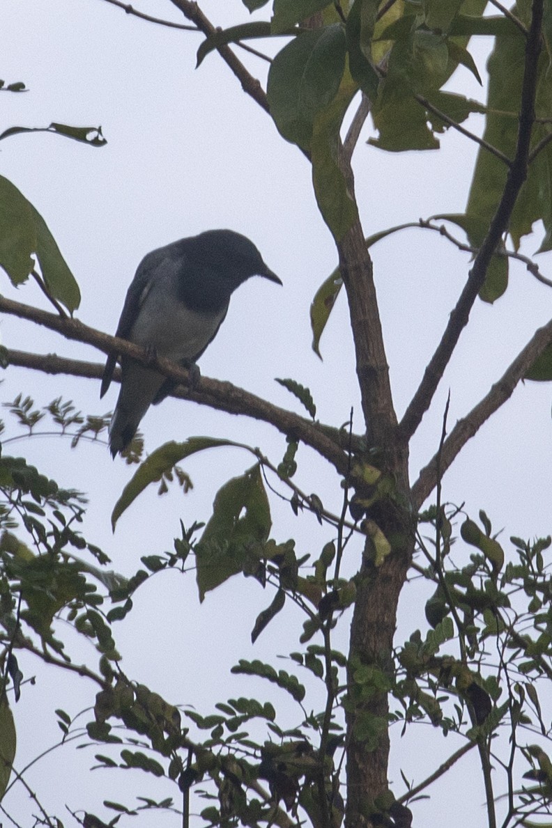 Black-headed Cuckooshrike - ML610774565