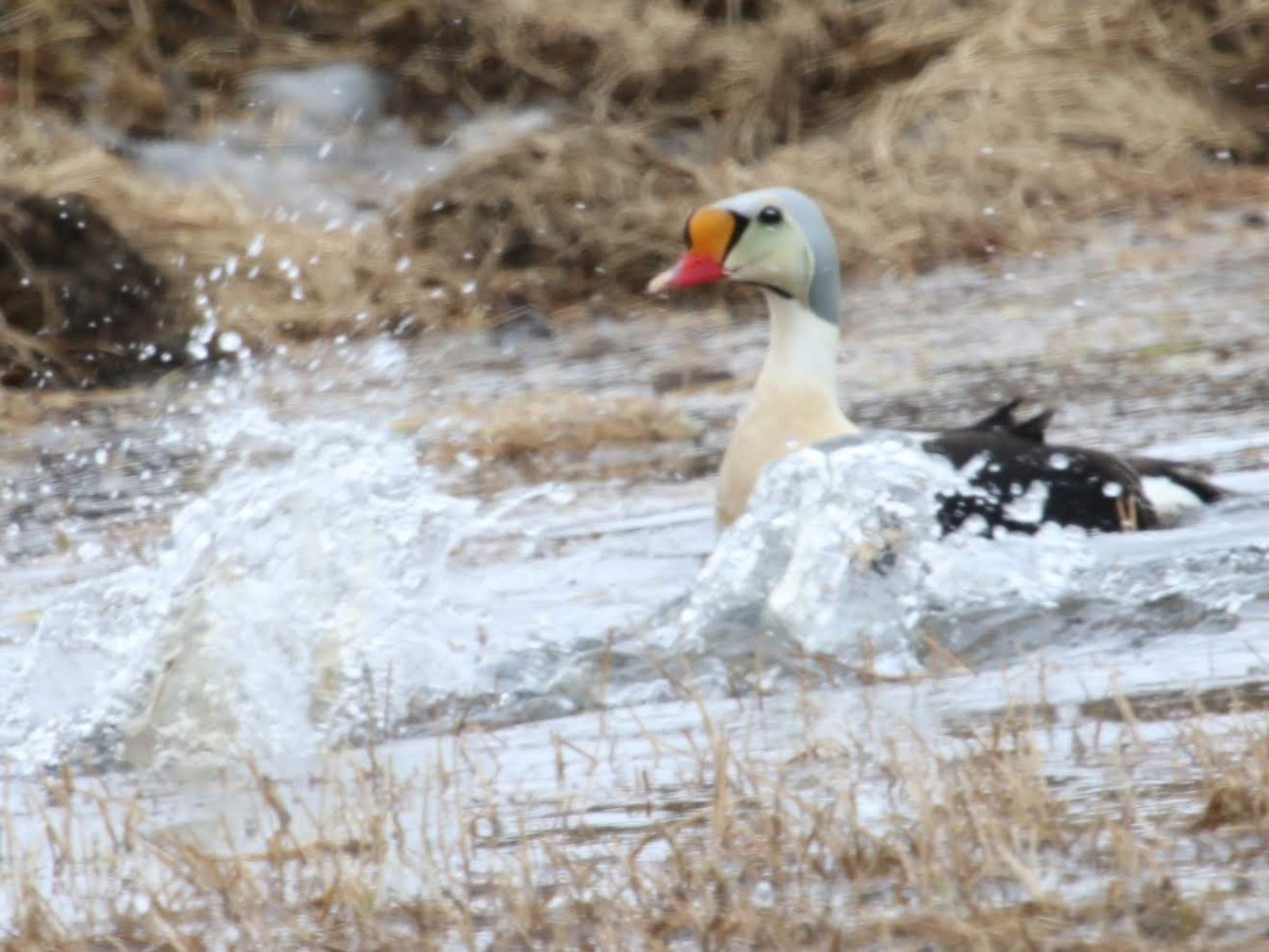 King Eider - ML610774607