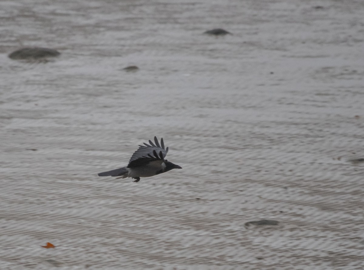 Hooded Crow - Анастасия Яковлева