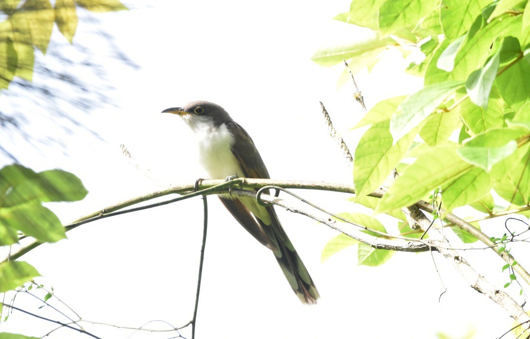 Yellow-billed Cuckoo - ML610774723