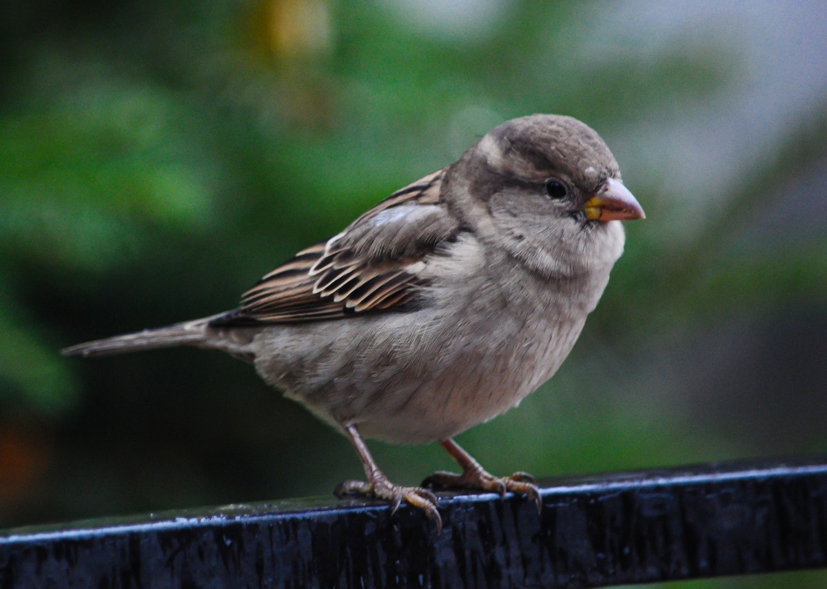 Moineau domestique - ML610774751