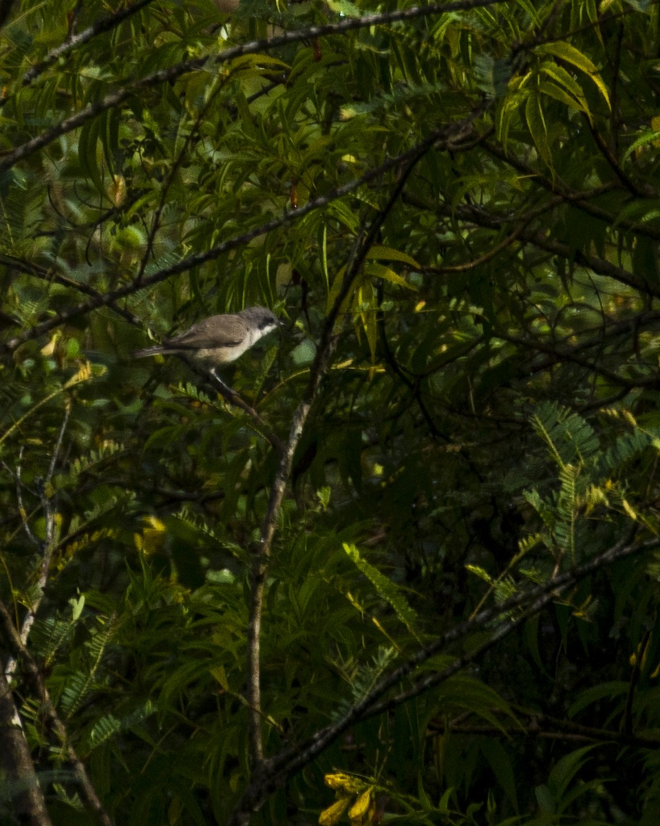 Lesser Whitethroat - ML610774756